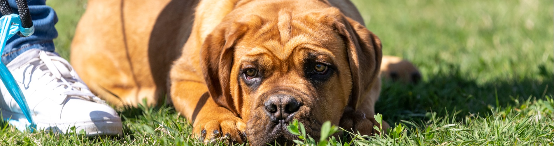 mastiff-puppy-lying-in-the-grass-at-the-park.jpg-1900x500